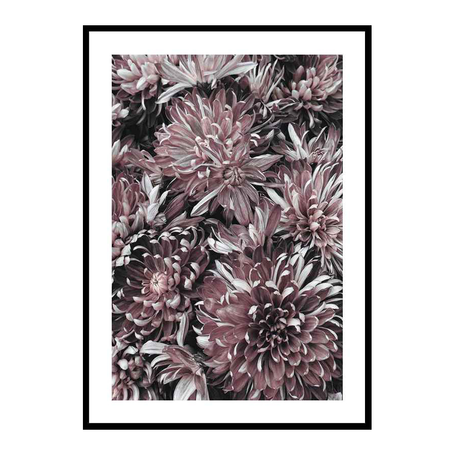 Poster Gallerix Dahlias