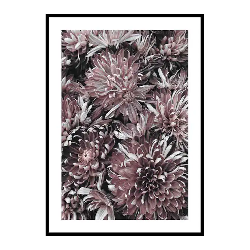 Poster Gallerix Dahlias