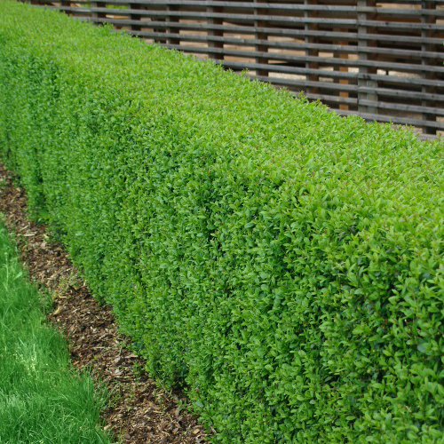 Häck Omnia Garden Vinterliguster Liga Krukodlade 10st