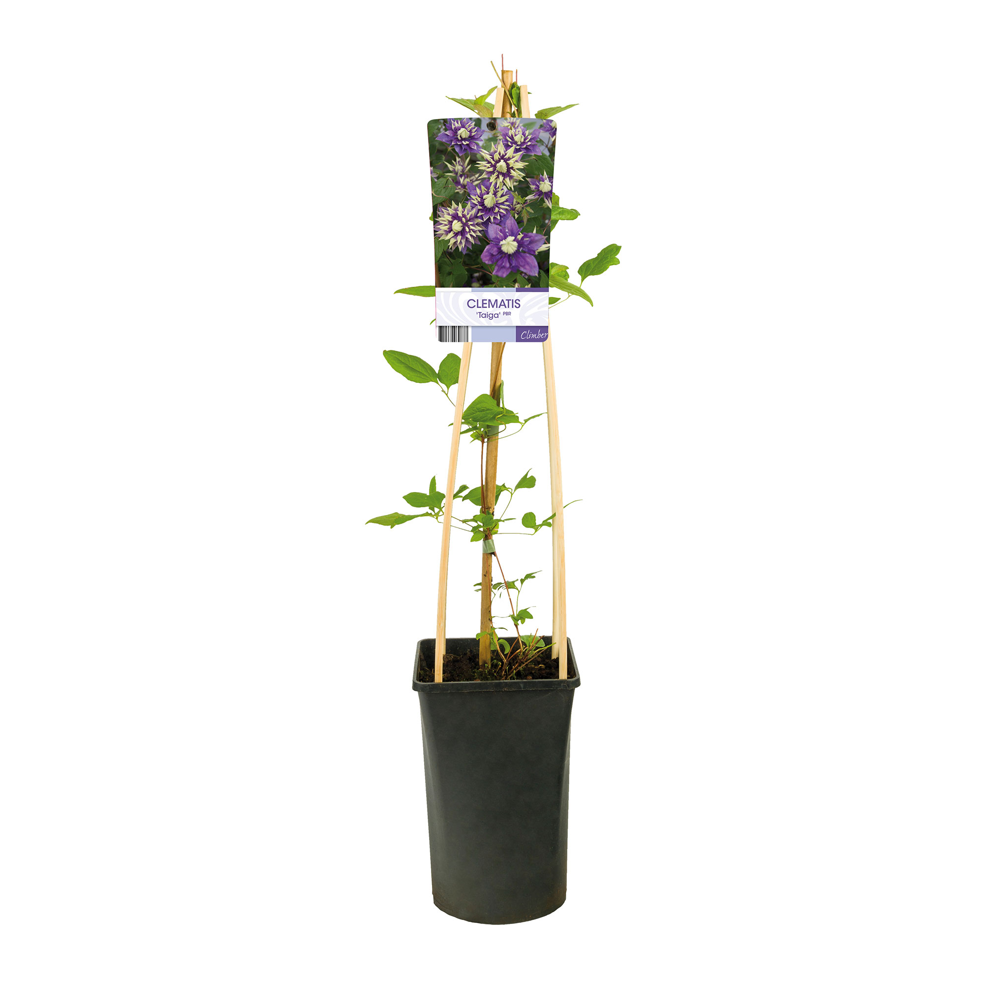 Klätterväxt Vintergrön Klematis Omnia Garden Taiga 40-60 cm