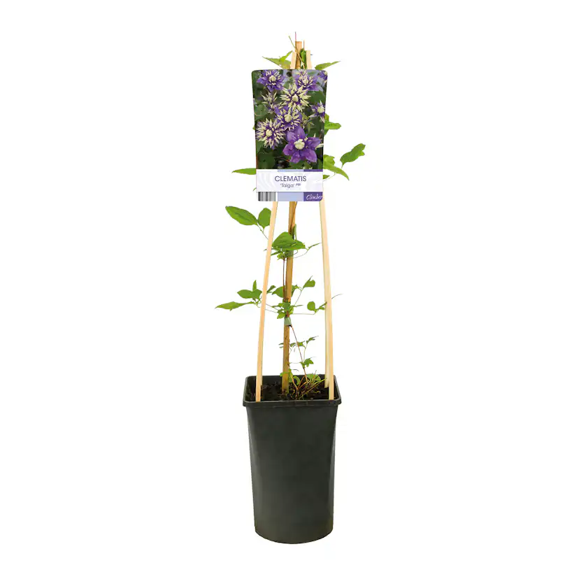 Klätterväxt Vintergrön Klematis Omnia Garden Taiga 40-60 cm