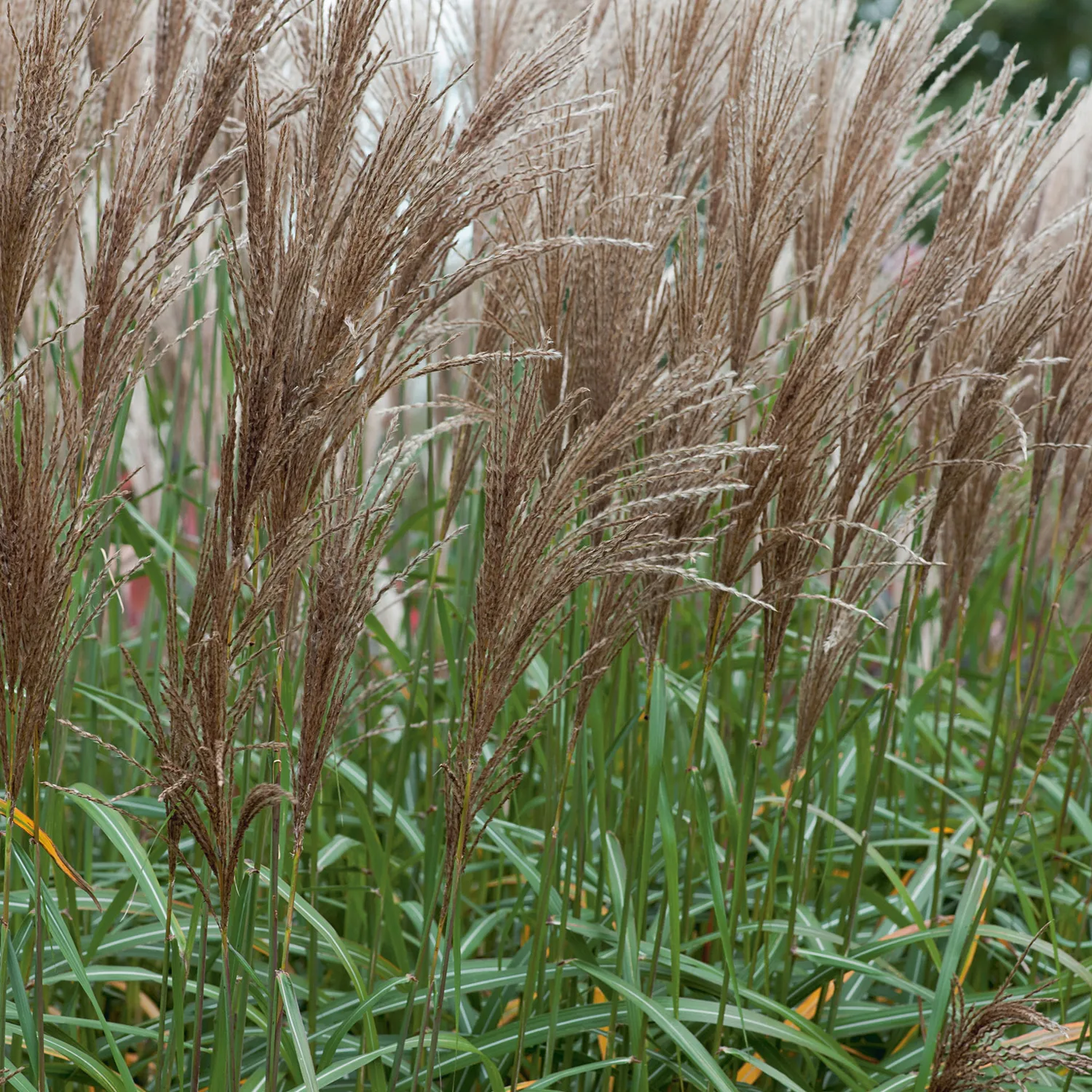 Miscanthus sinensis 'Malepartus', 3,5 L 1-pack