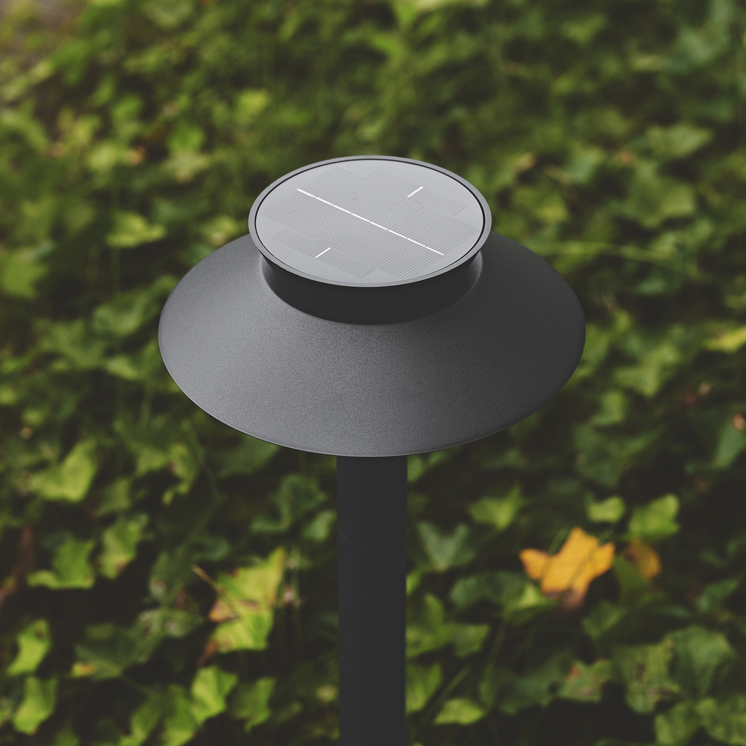 Justina Solar | Pollare | Svart Svart