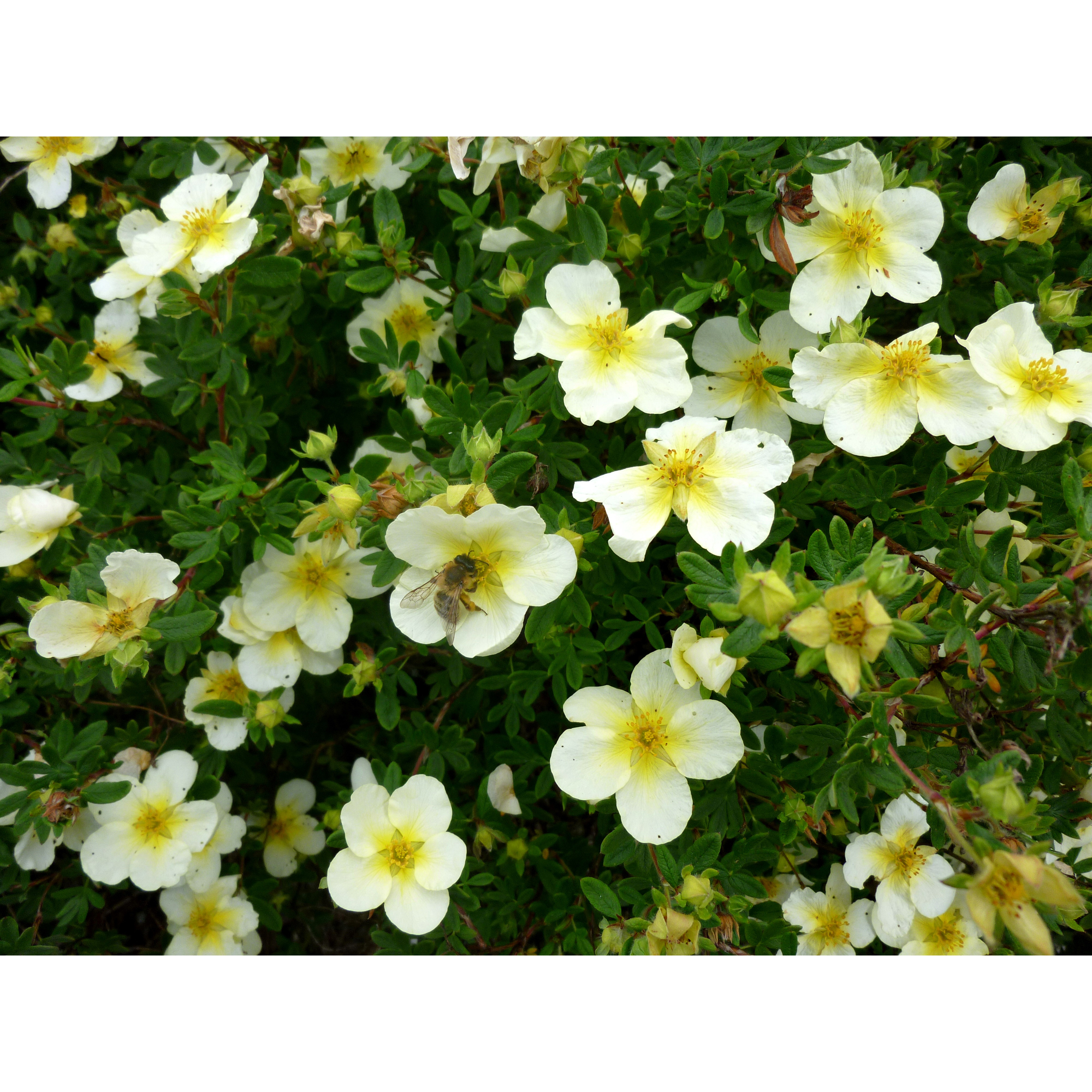 Häck Omnia Garden Trädgårdstok Sandved