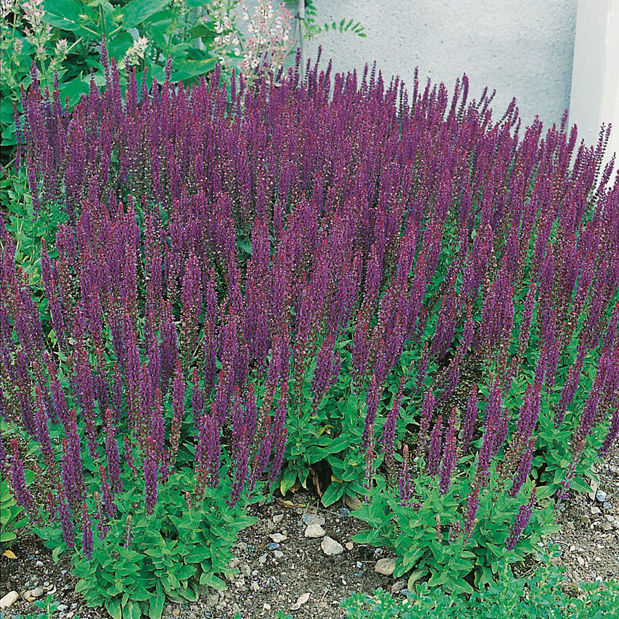 Perenn Omnia Garden Stäppsalvia Ostfrisland