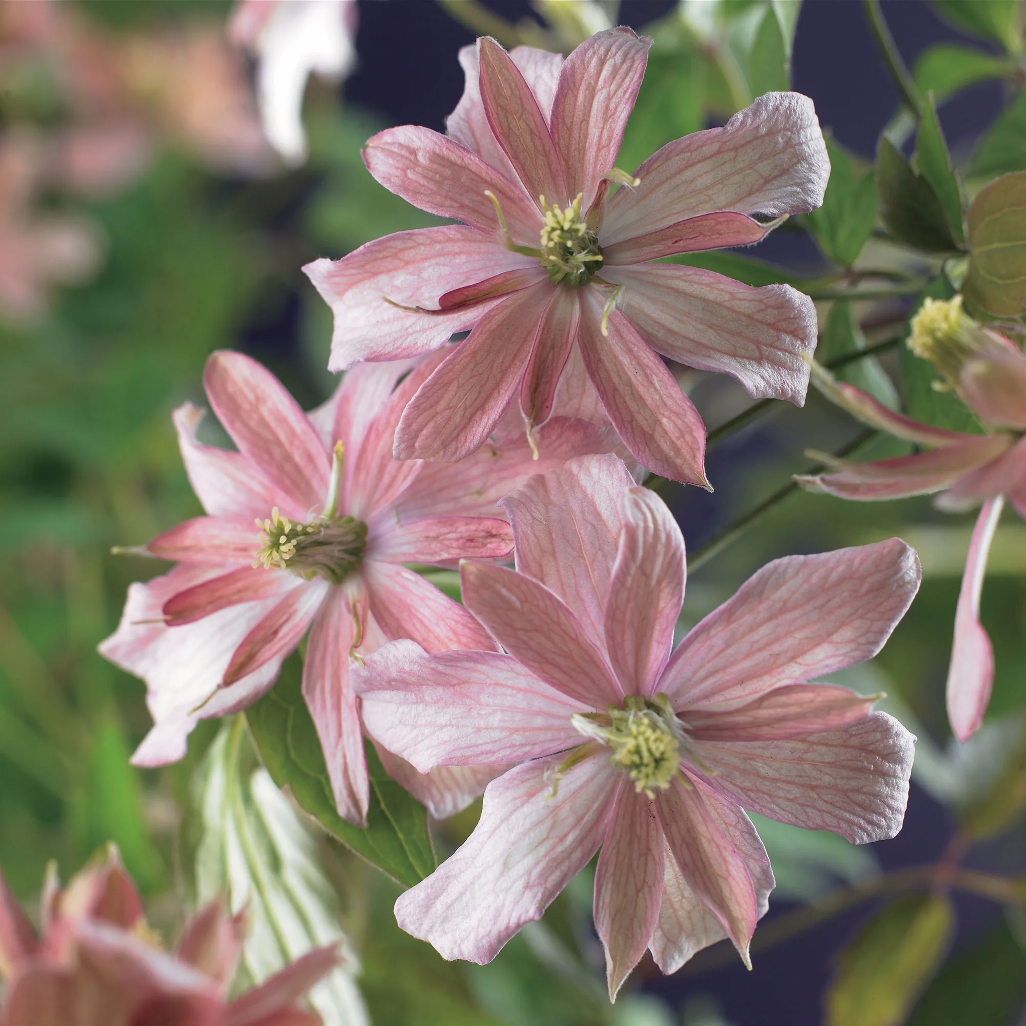 Klätterväxt Bergsklematis Omnia Garden Broughton Star 40-60 cm