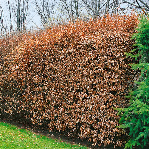 AvenBok Omnia Garden 30-50 cm