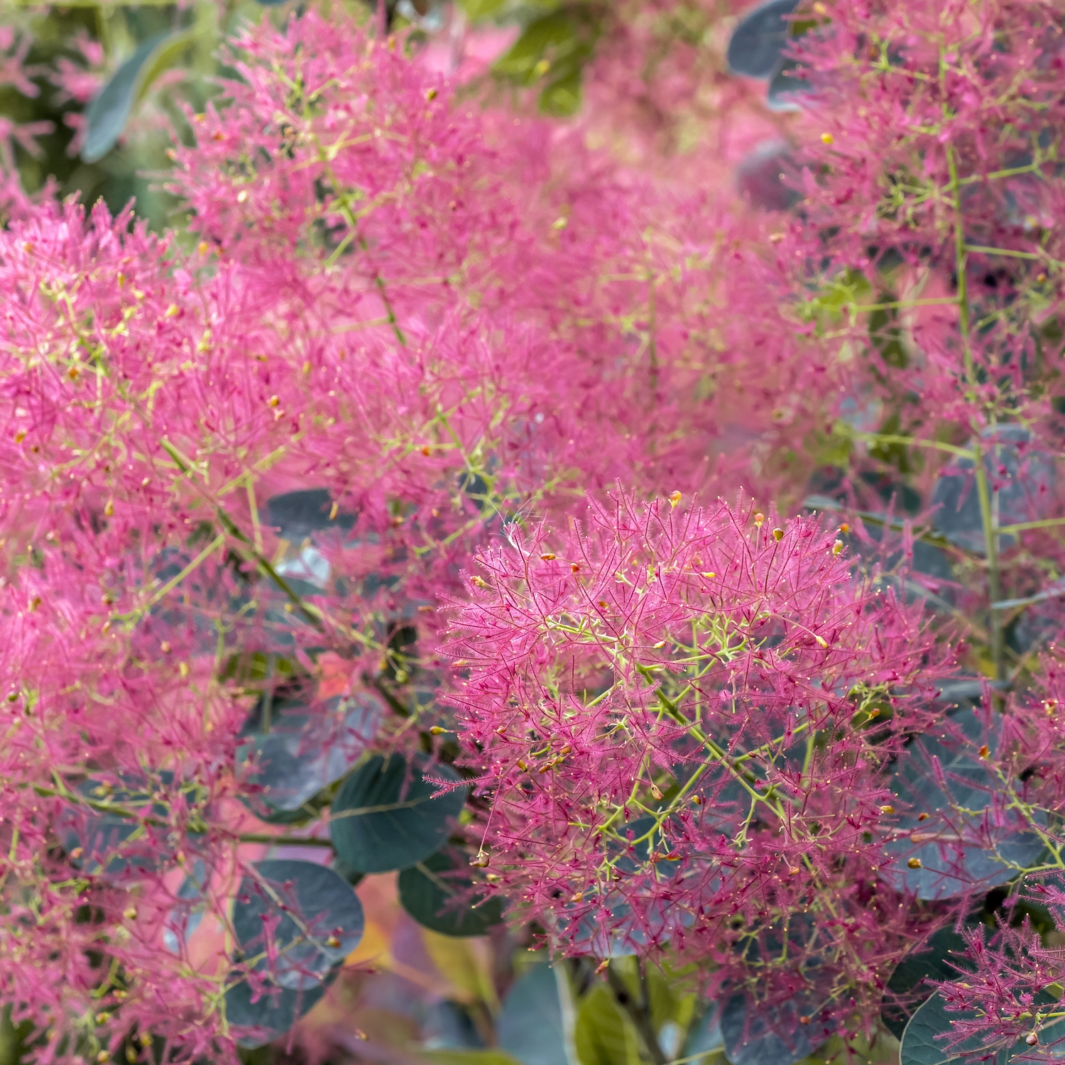 Rödbladig Perukbuske Omnia Garden Royal Purple