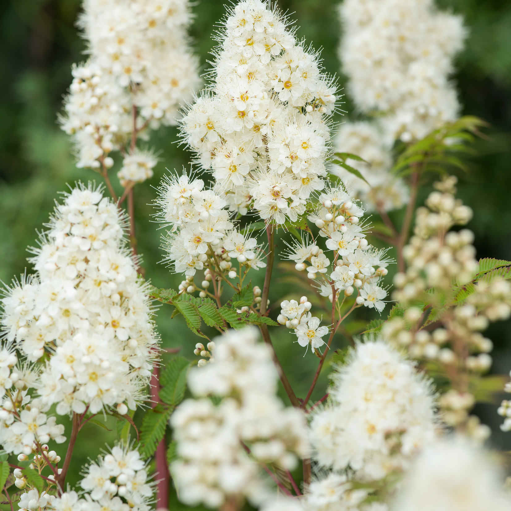 Rabattblomma Omnia Garden Prakthypericum