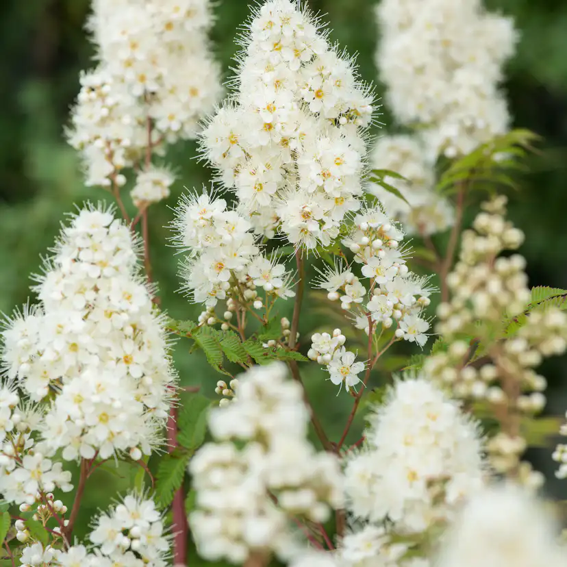 Rabattblomma Omnia Garden Prakthypericum