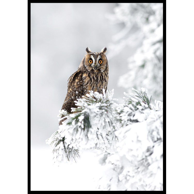 Poster Gallerix Owl On Snow Branch