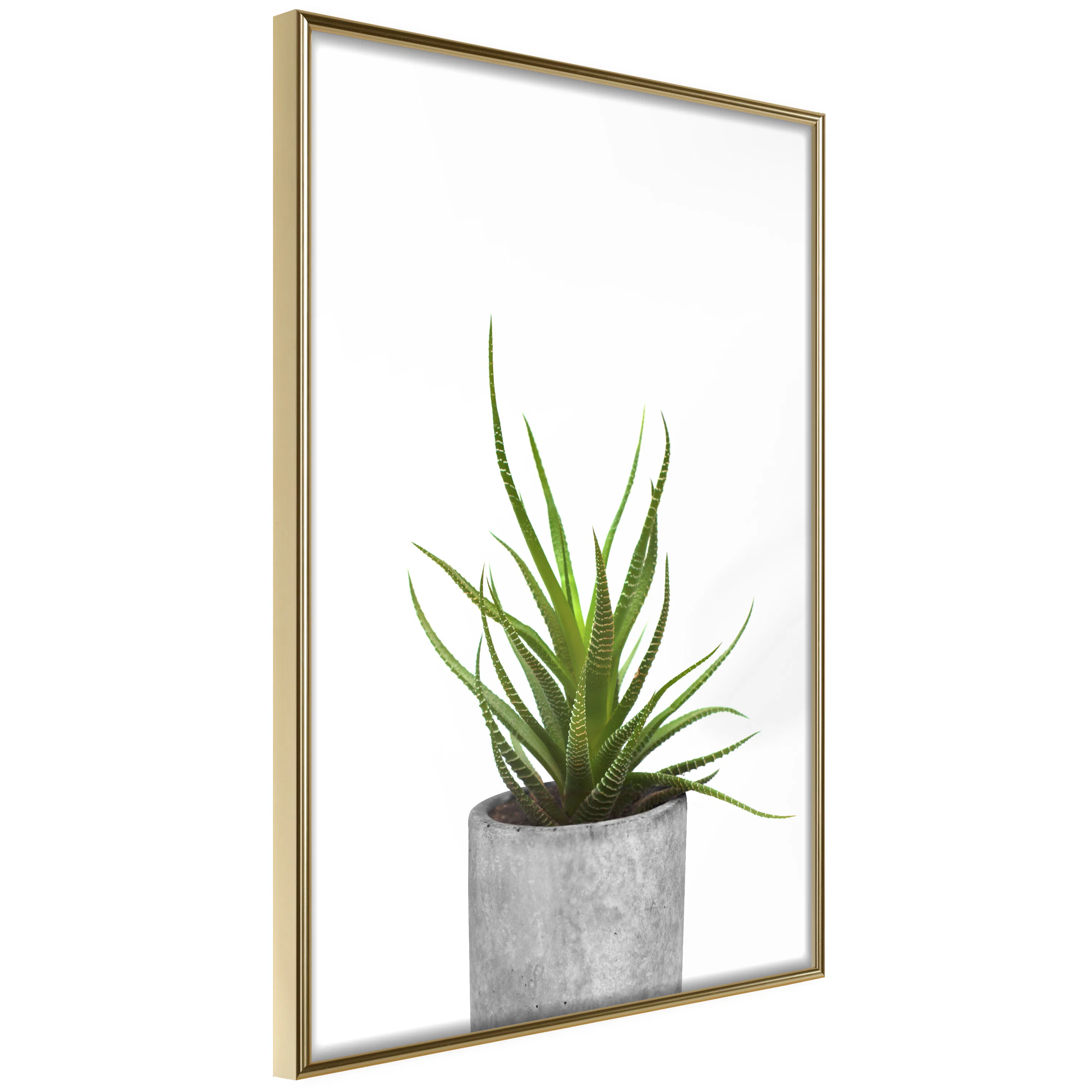 Poster Artgeist Affisch Haworthia
