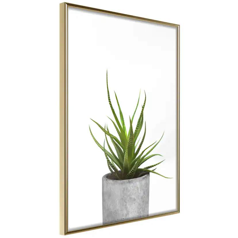 Poster Artgeist Affisch Haworthia