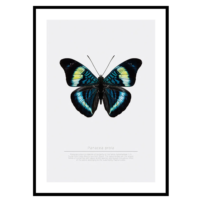 Poster Gallerix Butterfly Display