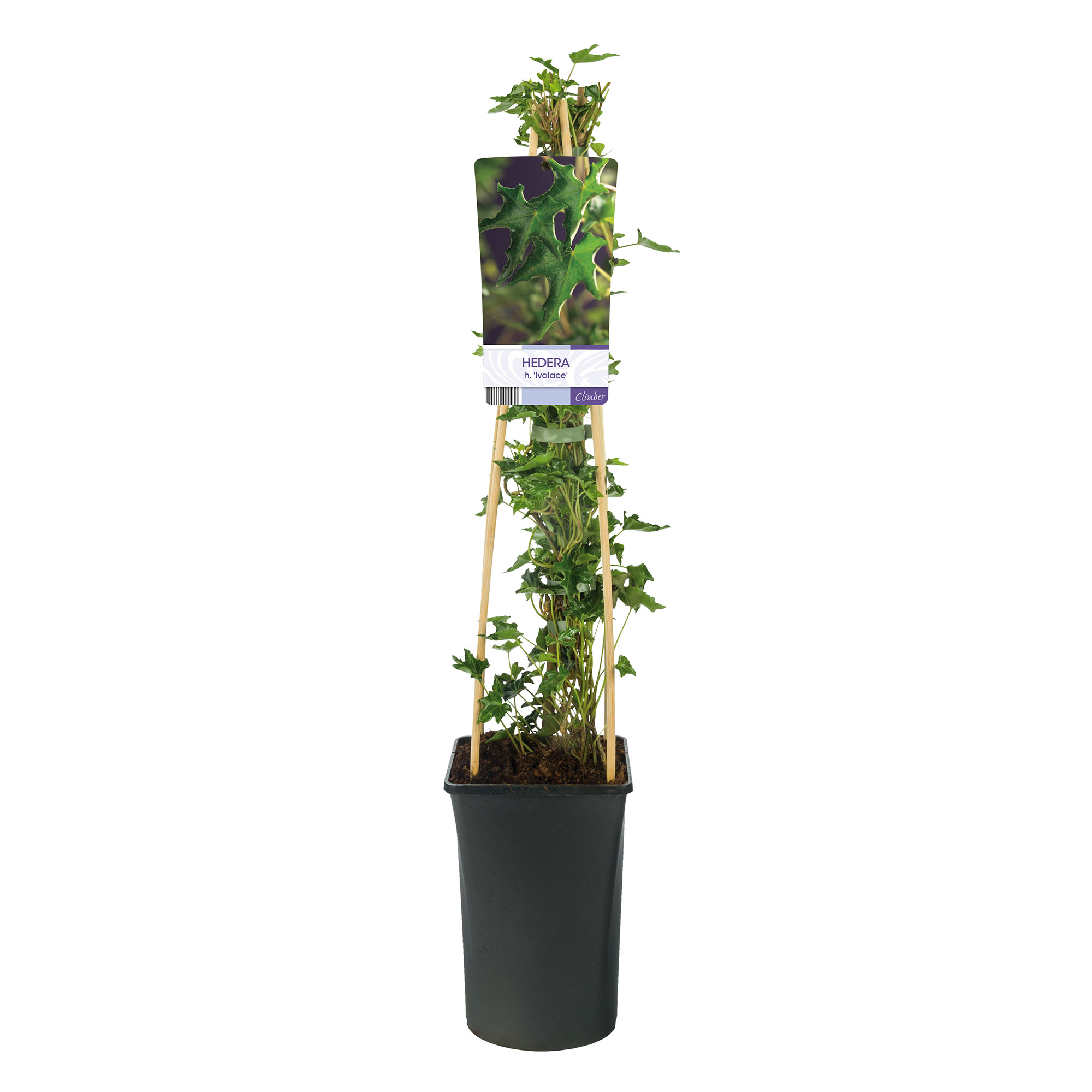 Klätterväxt Murgröna Ivalace Omnia Garden 40-60 cm