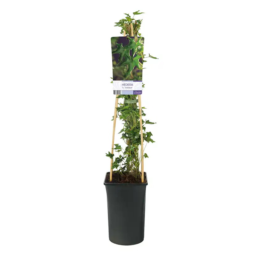 Klätterväxt Murgröna Ivalace Omnia Garden 40-60 cm