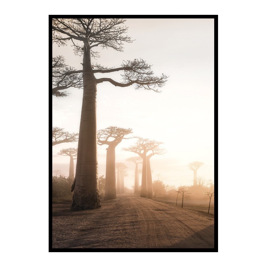 Poster Gallerix Baobab Trees In Madagascar