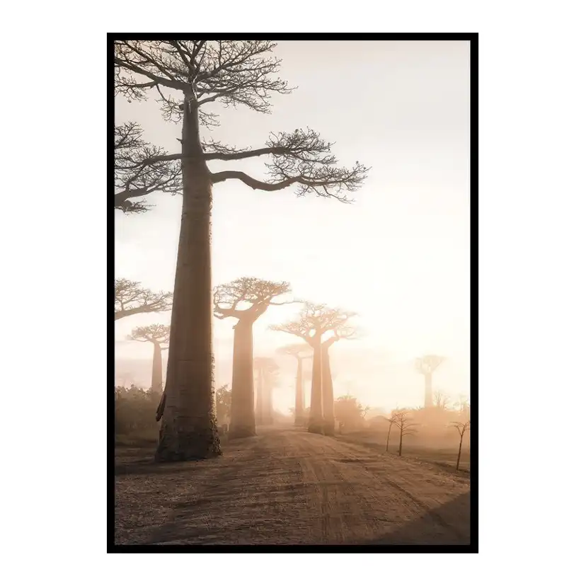 Poster Gallerix Baobab Trees In Madagascar