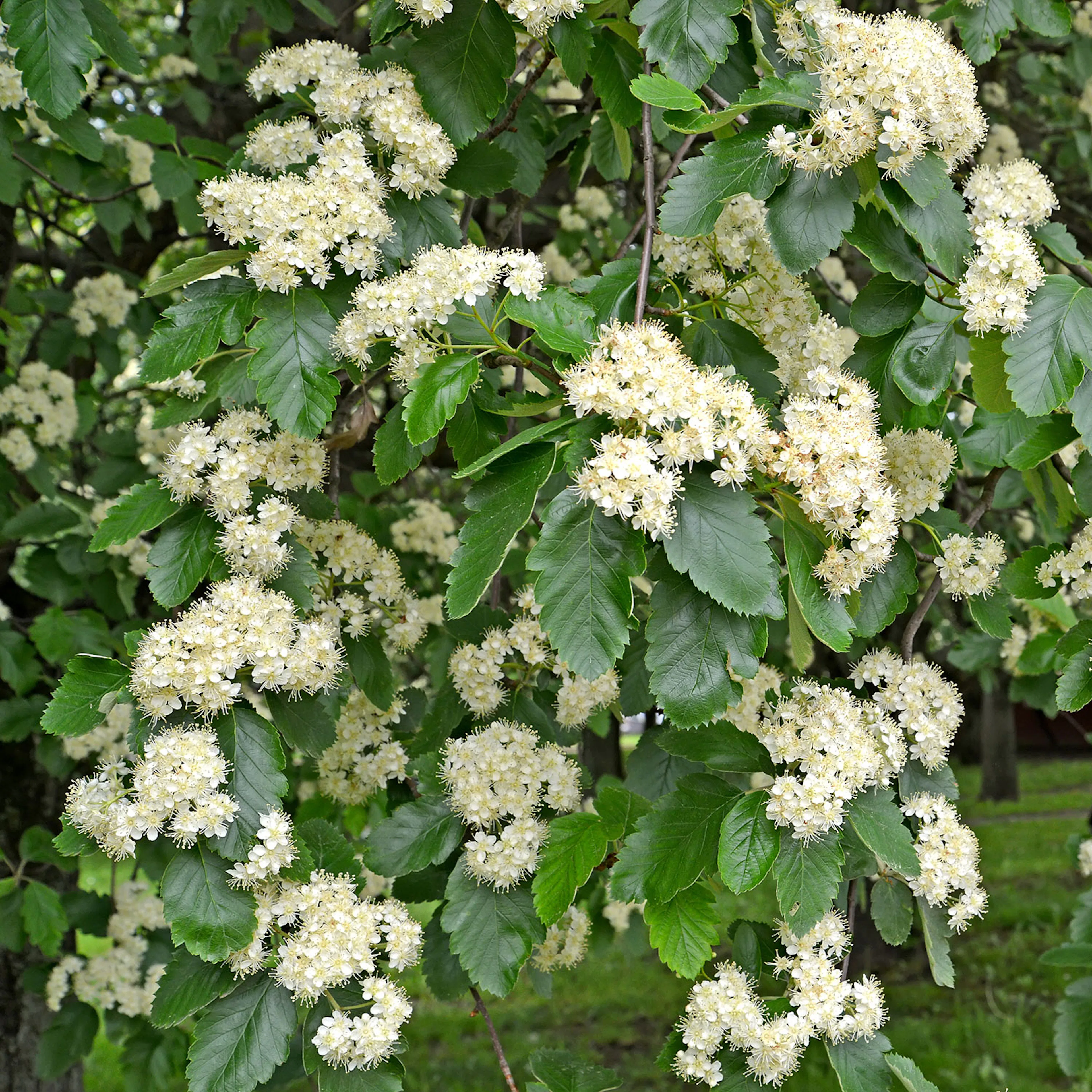 Prydnadsträd Omnia Garden Oxel