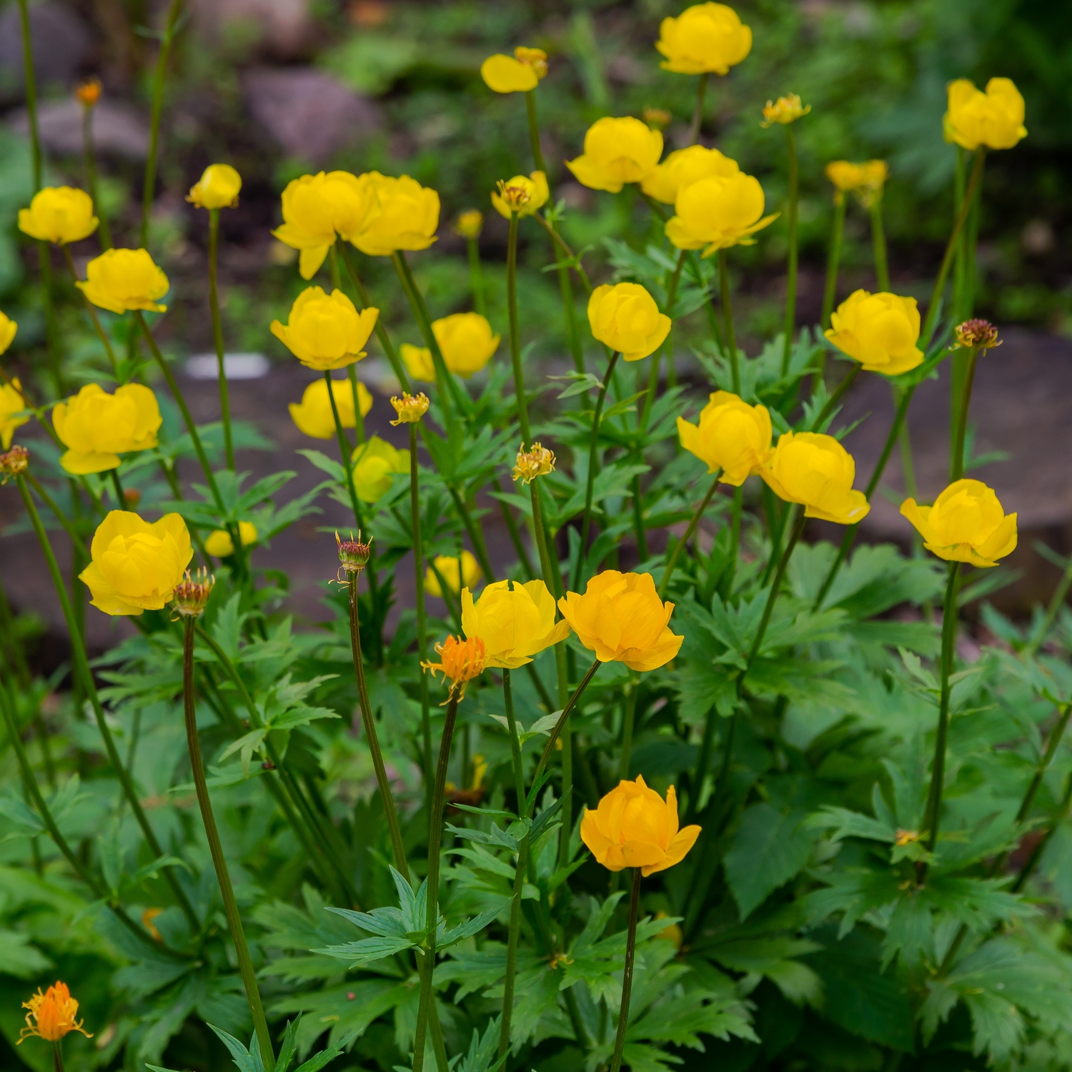 Perenn Omnia Garden Smörboll