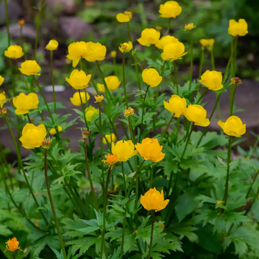 Perenn Omnia Garden Smörboll