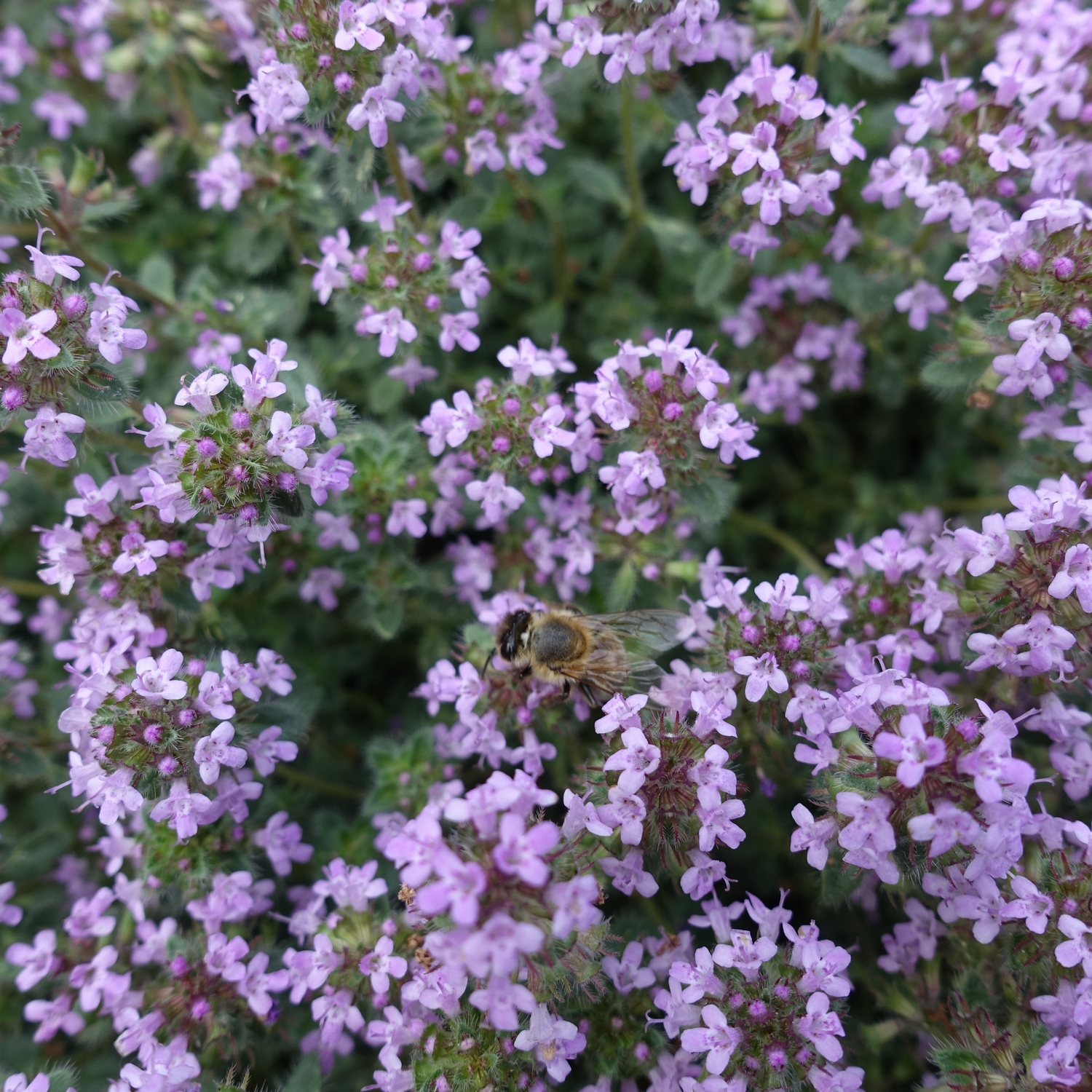 Gråtimjan Omnia Garden