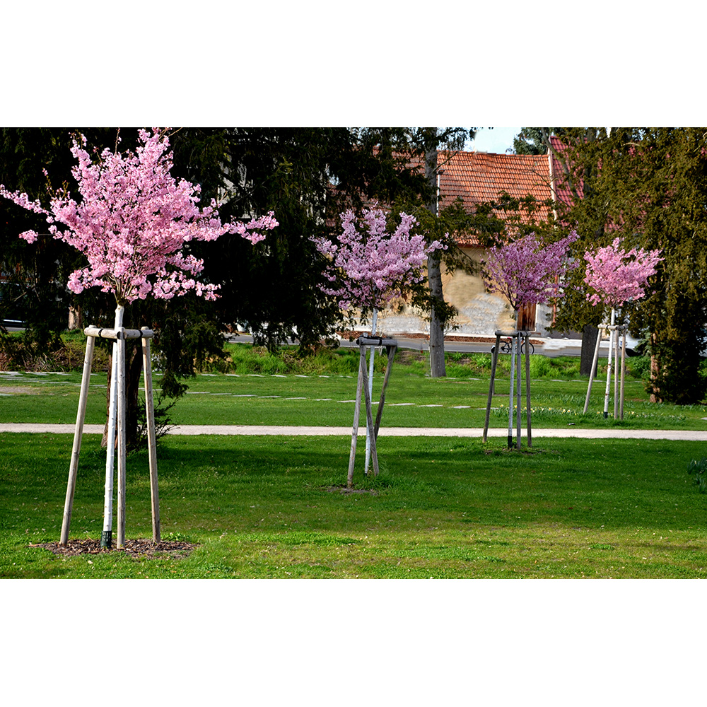 Körsbärsträd Omnia Garden Japanskt Prunus Kanzan 100-120 cm