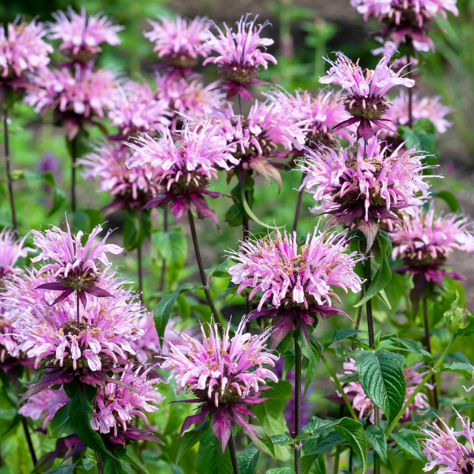 Perenner Omnia Garden Temynta Beauty of Cobham