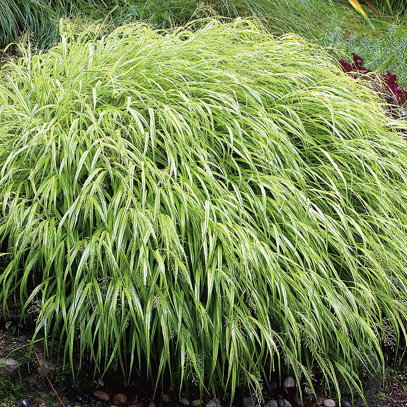 Prydnadsgräs Omnia Garden Hakonegräs Hakonechloa Macra Liten Kruka