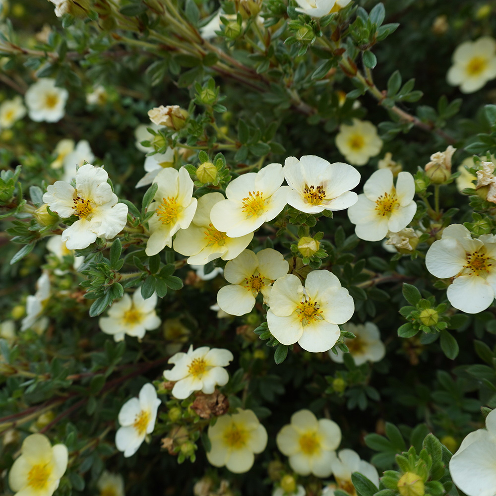 Häck Omnia Garden Trädgårdstok Sandved