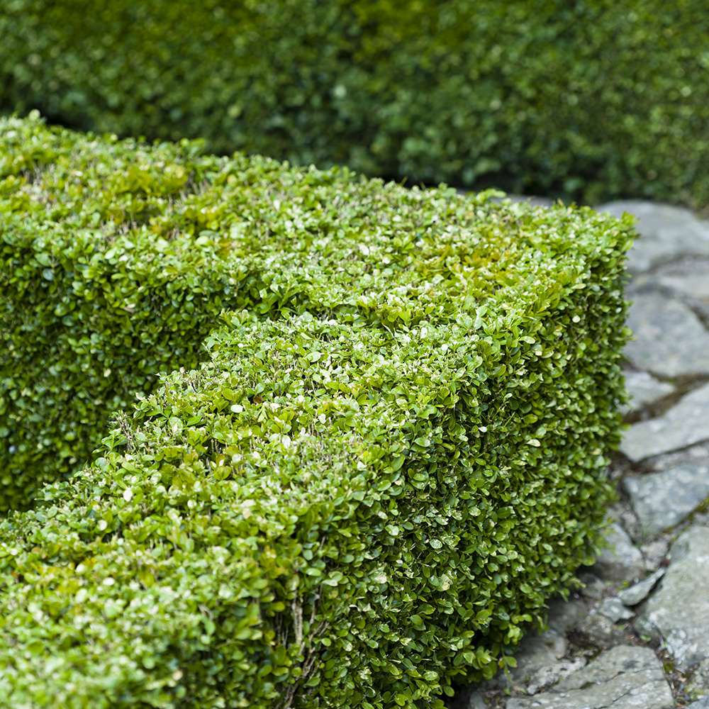 Buske Omnia Garden Buxbom Buxus Sempervirens 15-20 cm