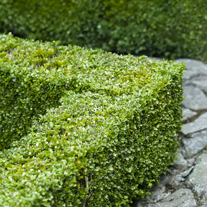 Buske Omnia Garden Buxbom Buxus Sempervirens 15-20 cm