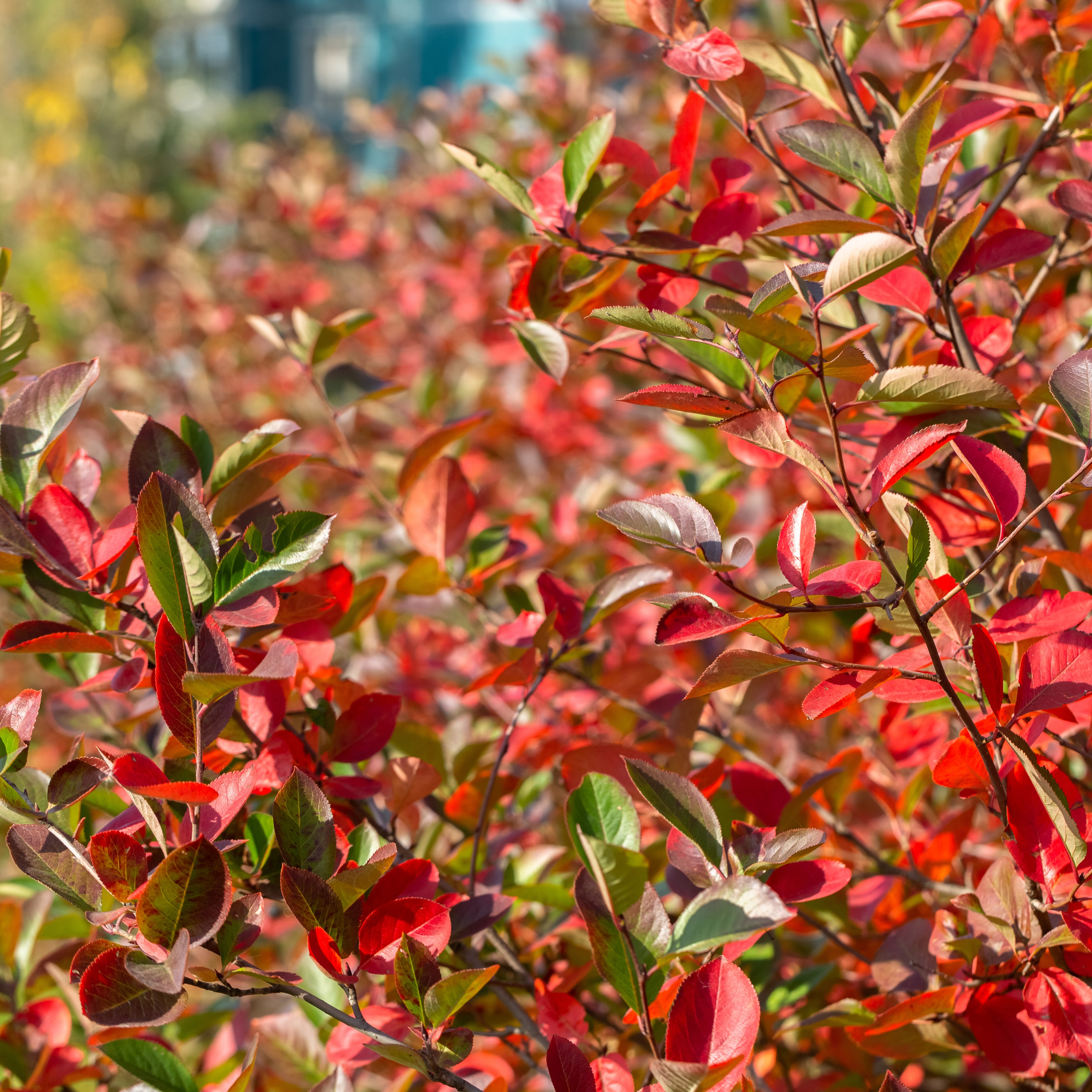 Buske Omnia Garden Svartaronia Aronia Mel Hugin 20-40 cm