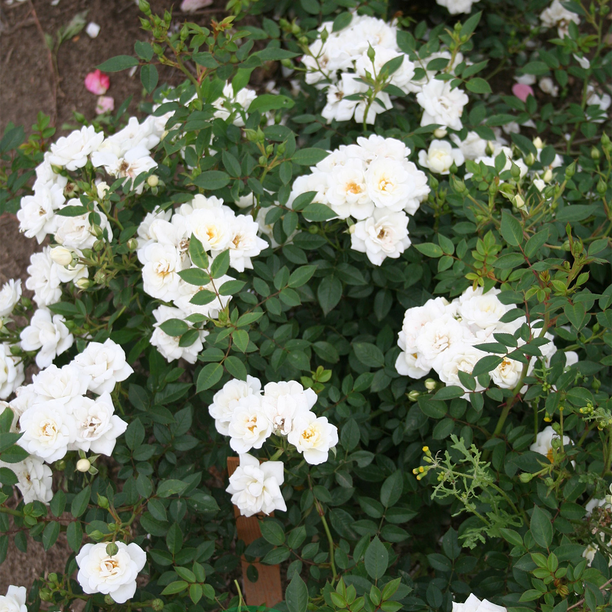 Buskros Omnia Garden Marktäckande White Cover