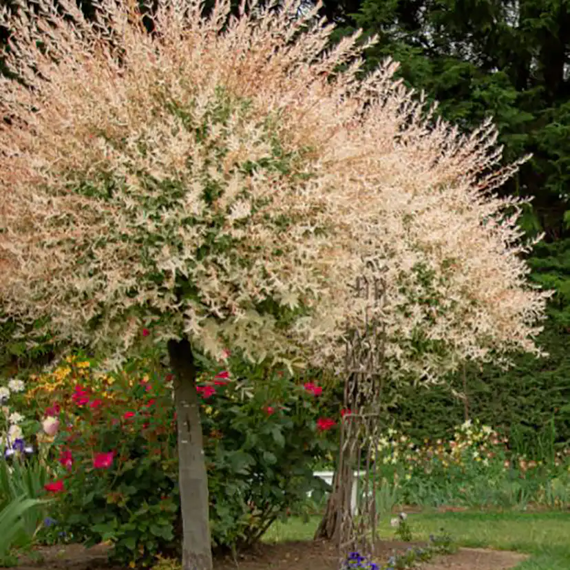 Eukalyptusvide Omnia Garden Prydnadsträd 80-100 cm Höjd, Grönt & Rosa Bladverk
