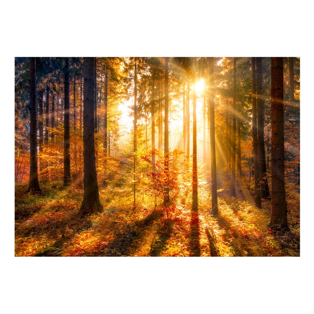 Fototapet Arkiio Självhäftande Autumn Awakening