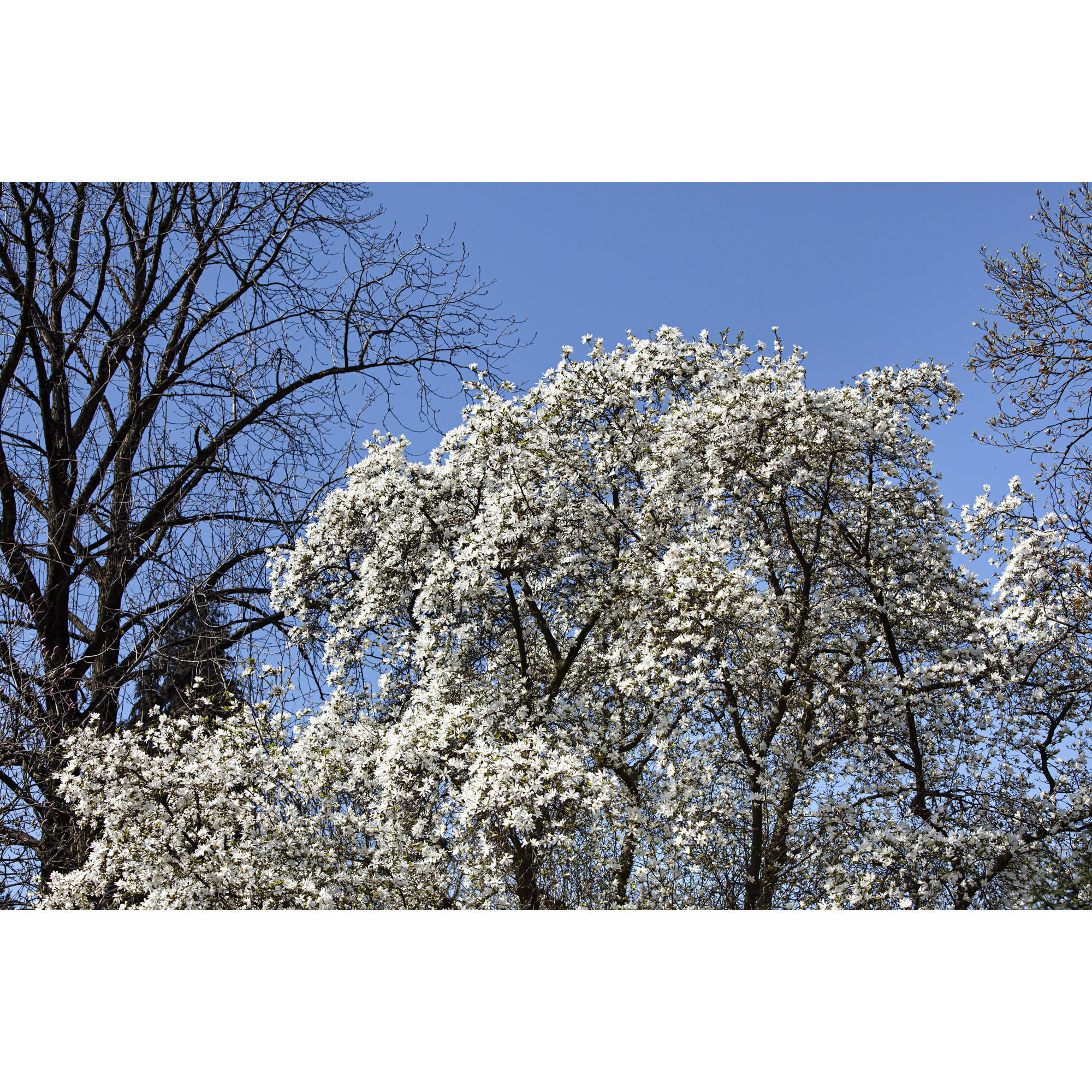 Prydnadsbuske Omnia Garden Japansk Magnolia Snövit Blomning Soligt Läge Barrot Grön Lövverk