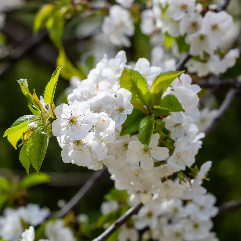 Sötkörsbärsträd Omnia Garden Heidi' E