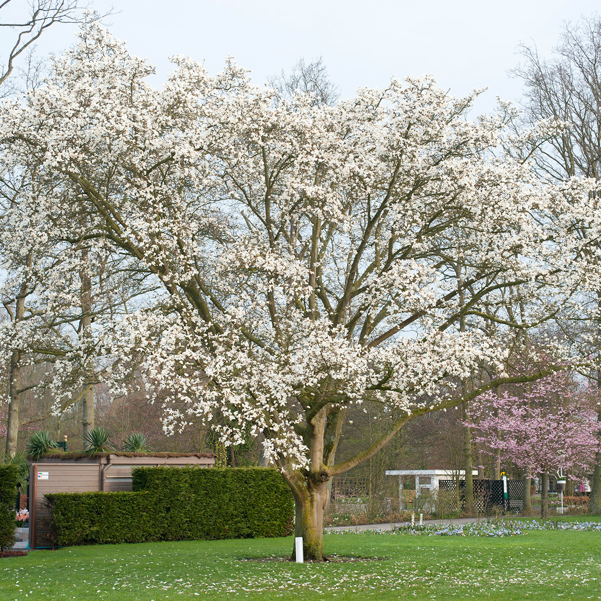 Prydnadsbuske Omnia Garden Japansk Magnolia Snövit Blomning Soligt Läge Barrot Grön Lövverk