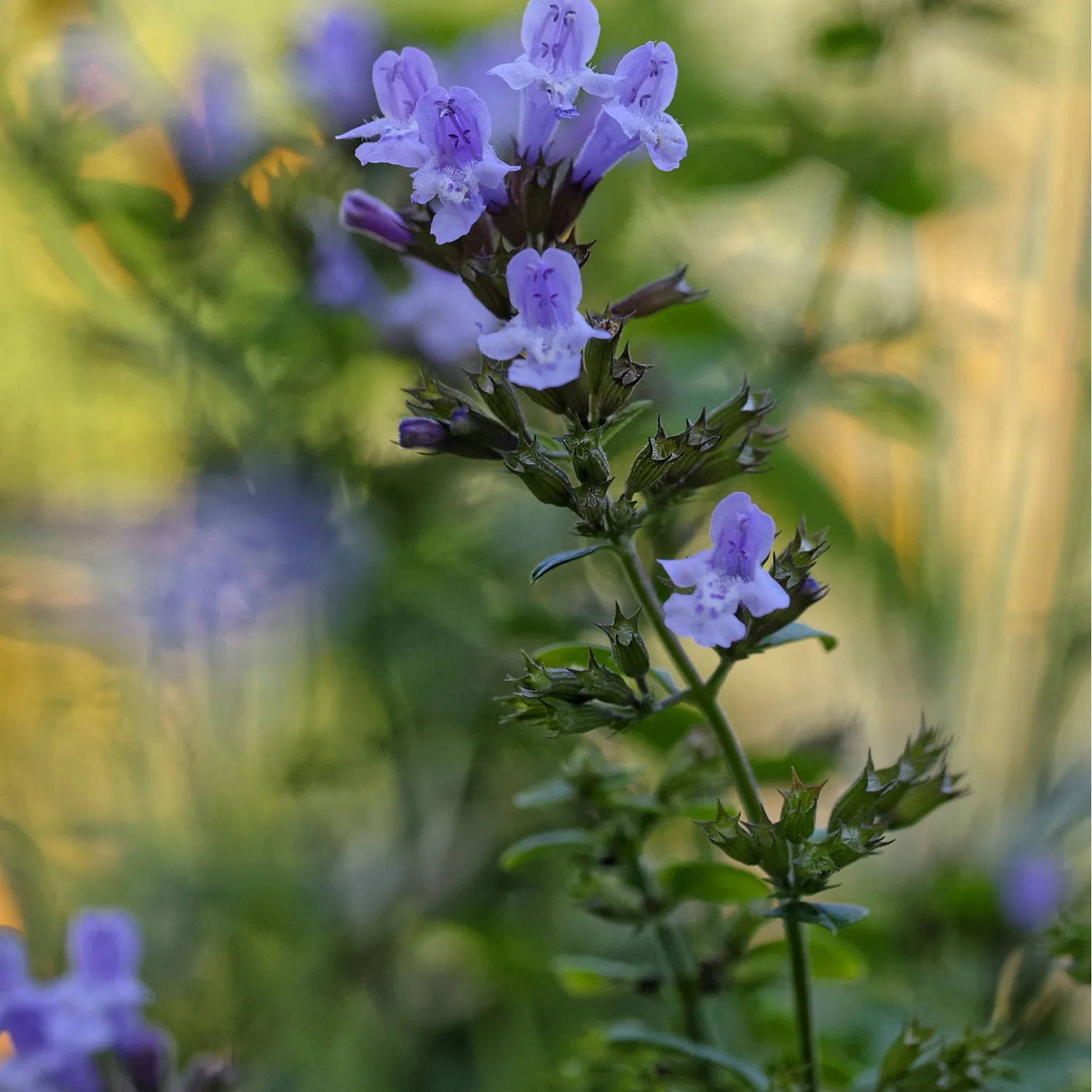Perenn Omnia Garden Stenkyndel