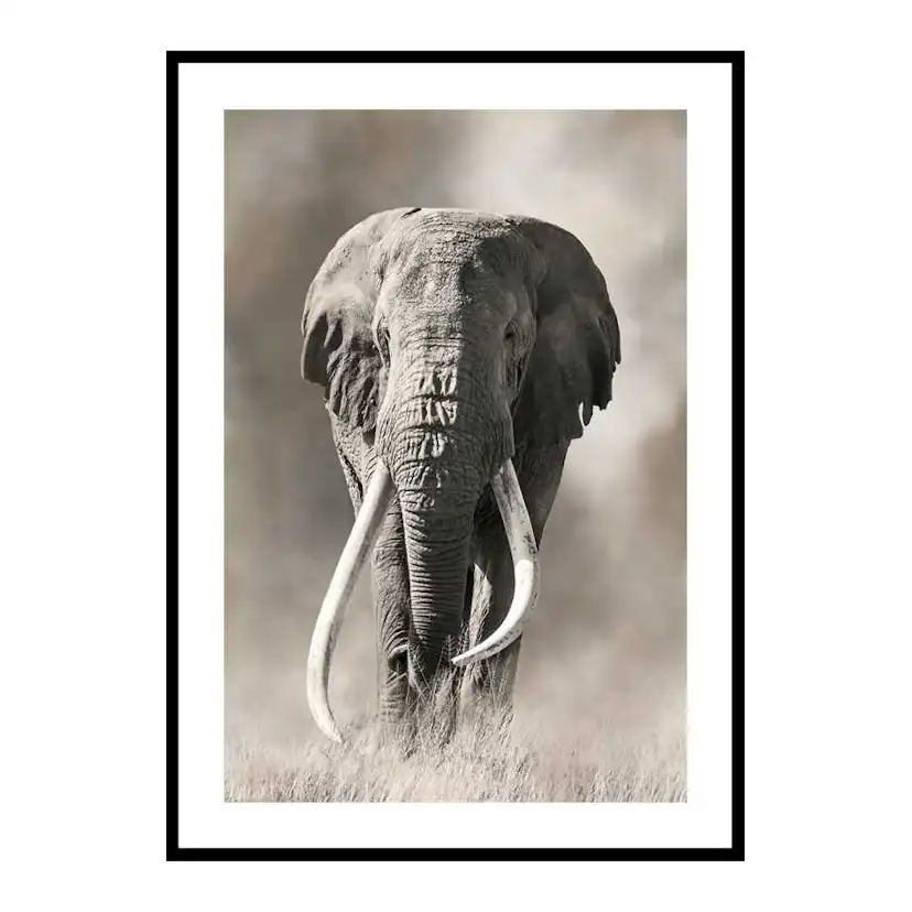Poster Gallerix Elephant Tusks