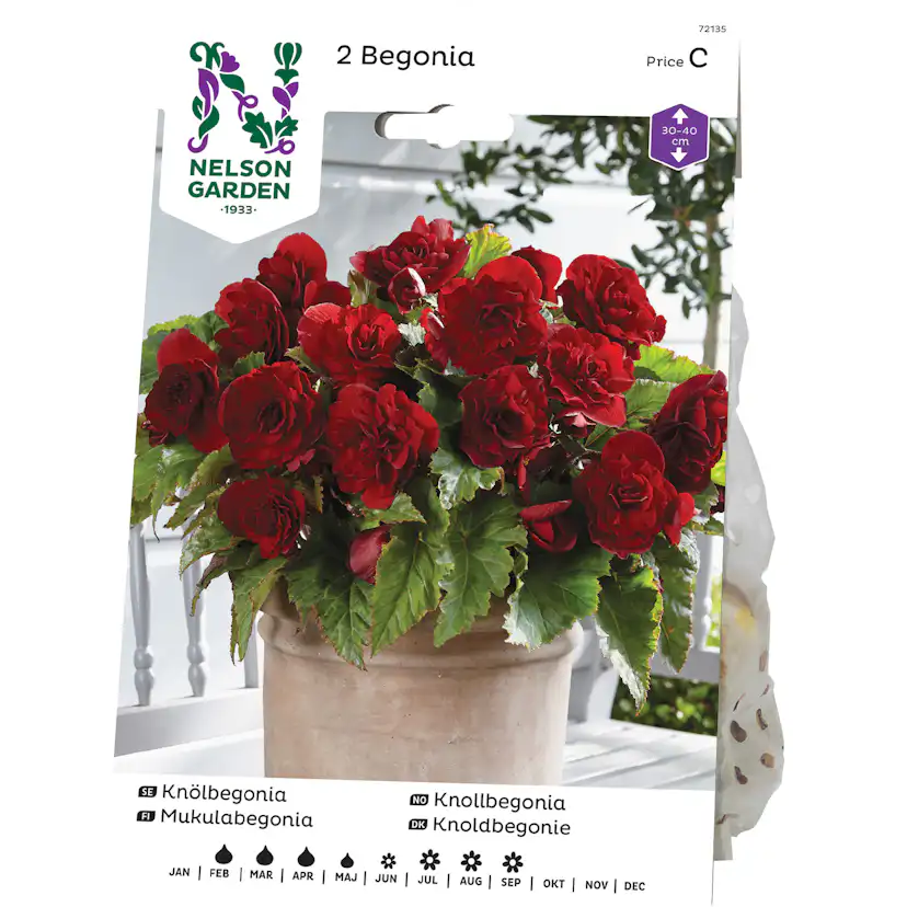 Knölbegonia Nelson Garden