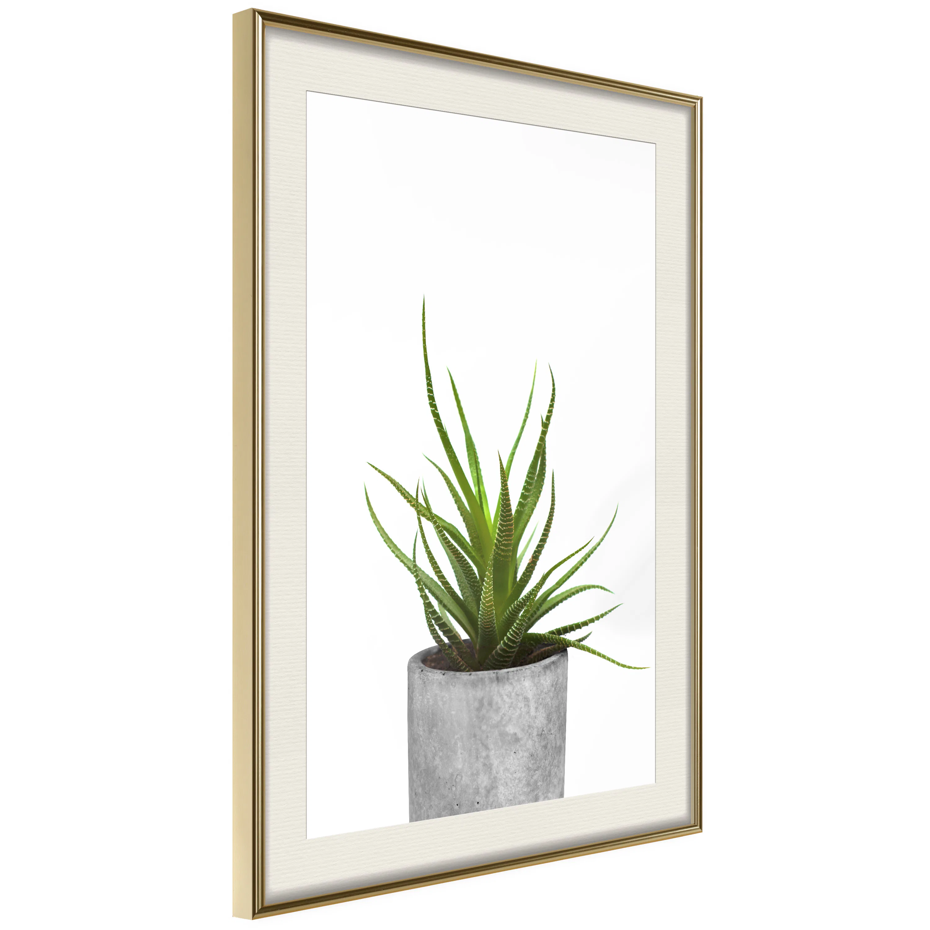 Poster Artgeist Affisch Haworthia