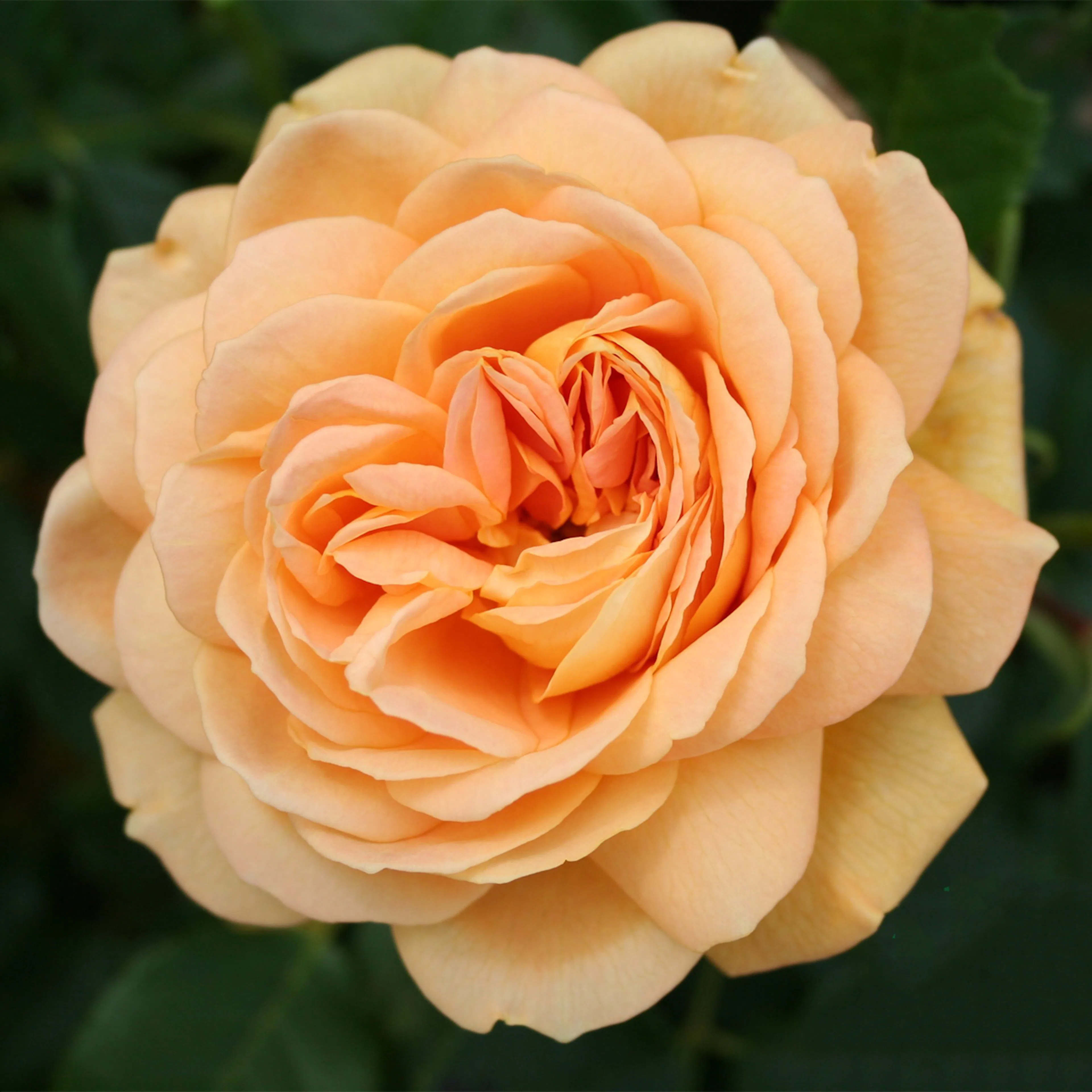 Storblommig Buskros Omnia Garden Golden Celebration