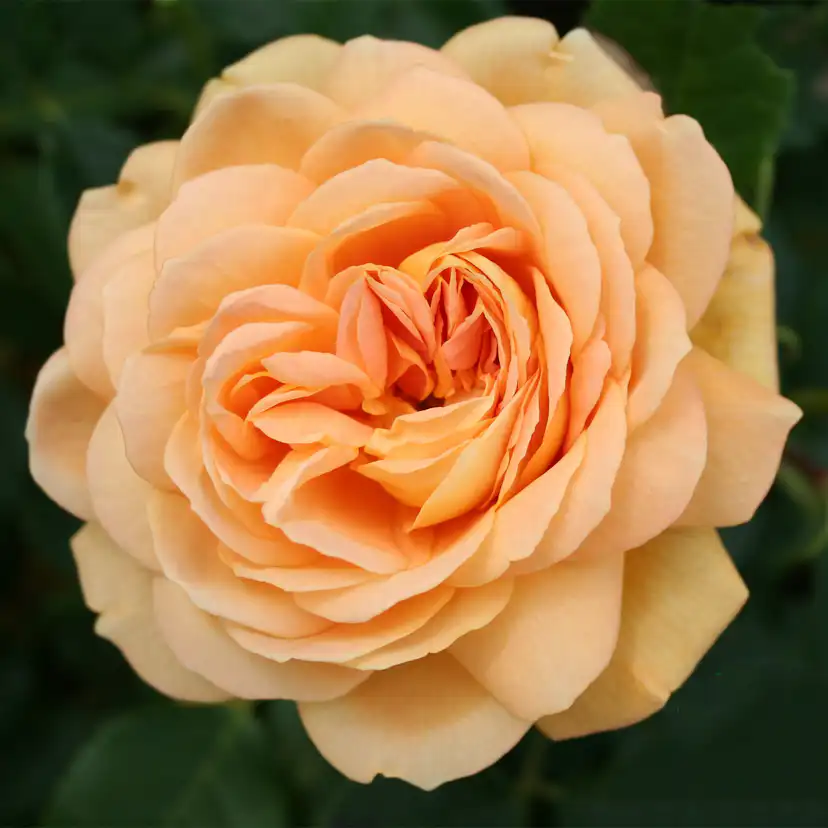 Storblommig Buskros Omnia Garden Golden Celebration