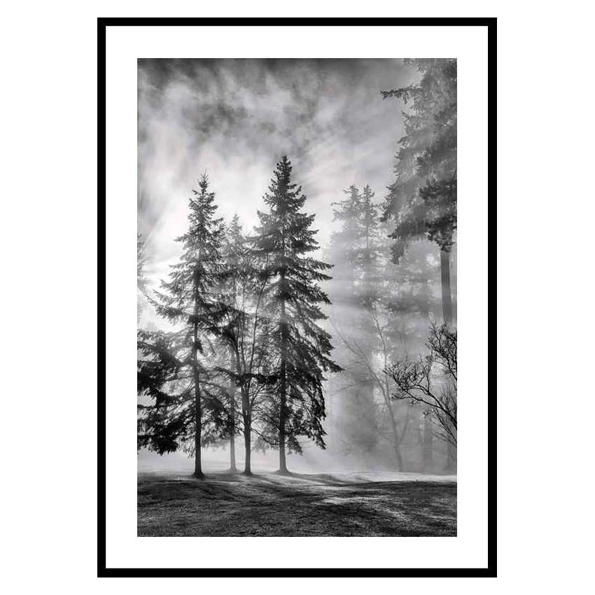 Poster Gallerix Sunrays Through Trees