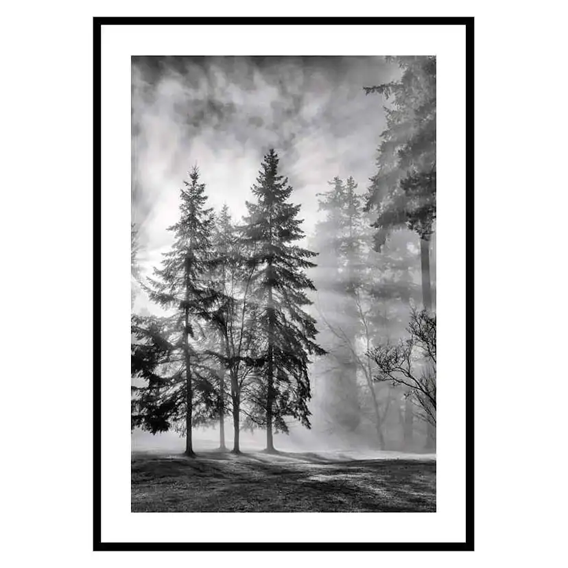 Poster Gallerix Sunrays Through Trees
