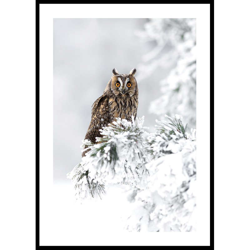 Owl On Snow Branch 30x40 30x40 cm
