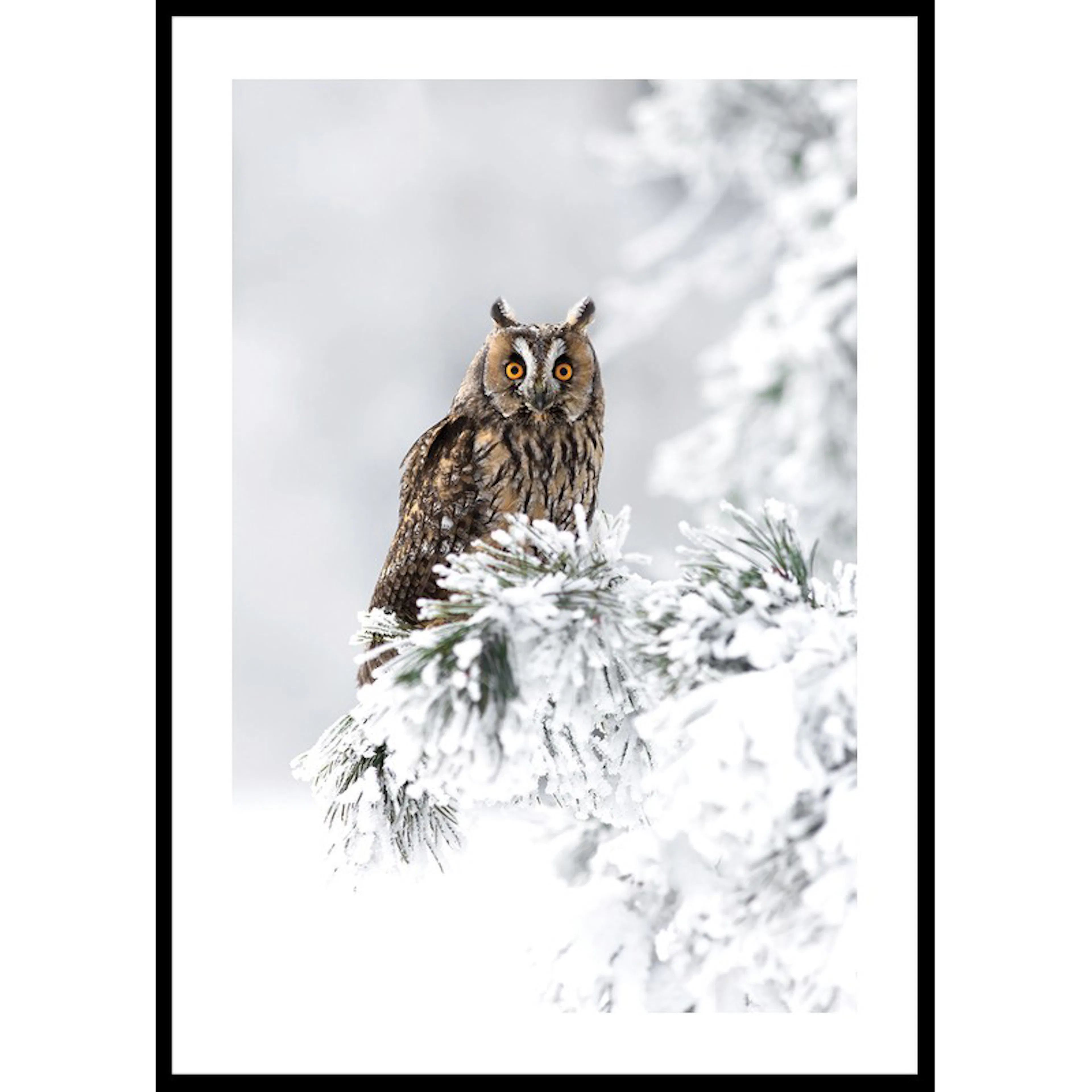 Poster Gallerix Owl On Snow Branch