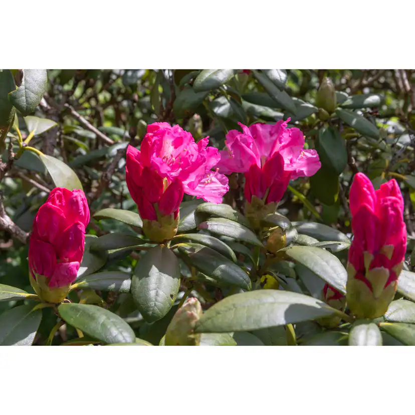 Rhododendron Omnia Garden Polaris 25-30 cm